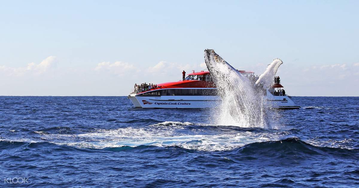 captain cook cruises whale watching